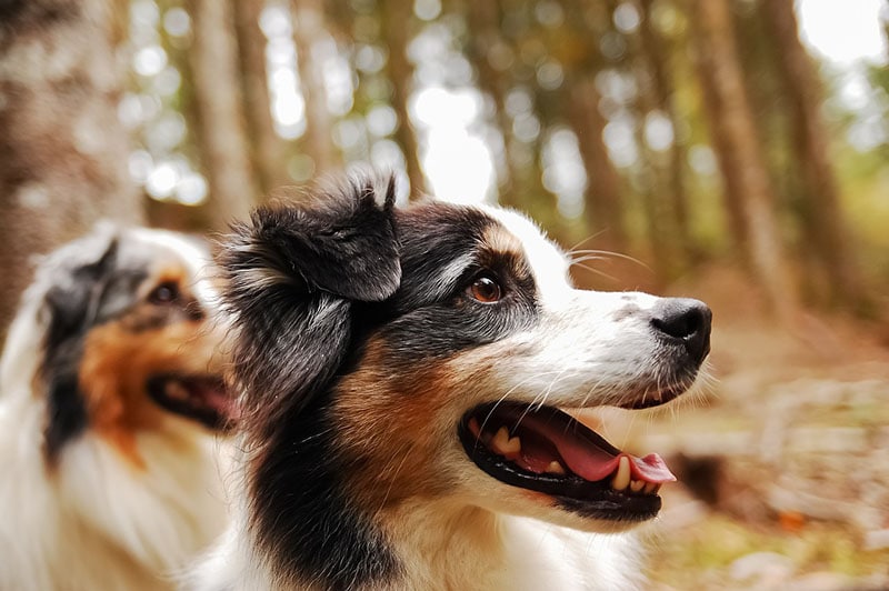 Two Australian shepherds looking far