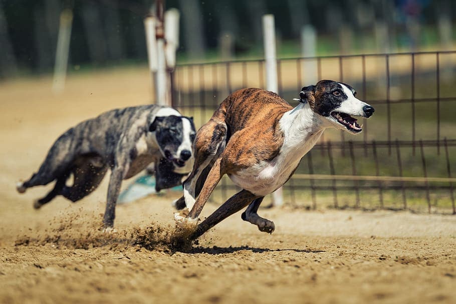 Two Brindle Greyhounds running
