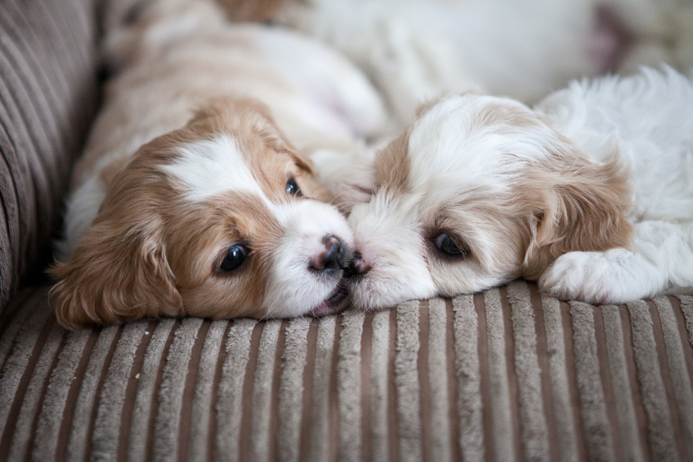 Two Cavachon Puppies