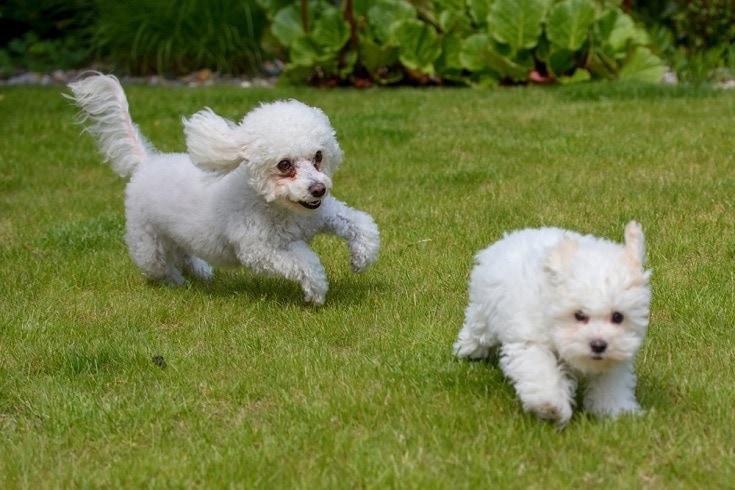 Two bolognese dogs running in the grass