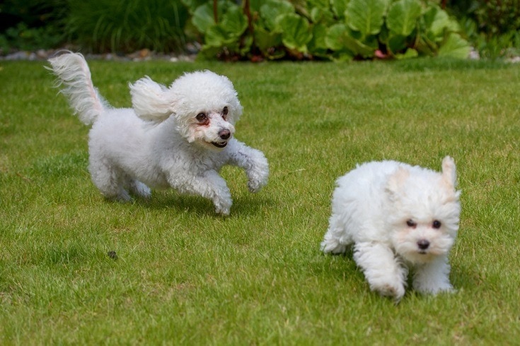 Two-bolognese-dog