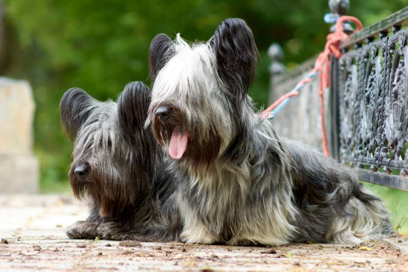 Two dogs of the sky Terrier breed walk in the Park in the summer on the green grass