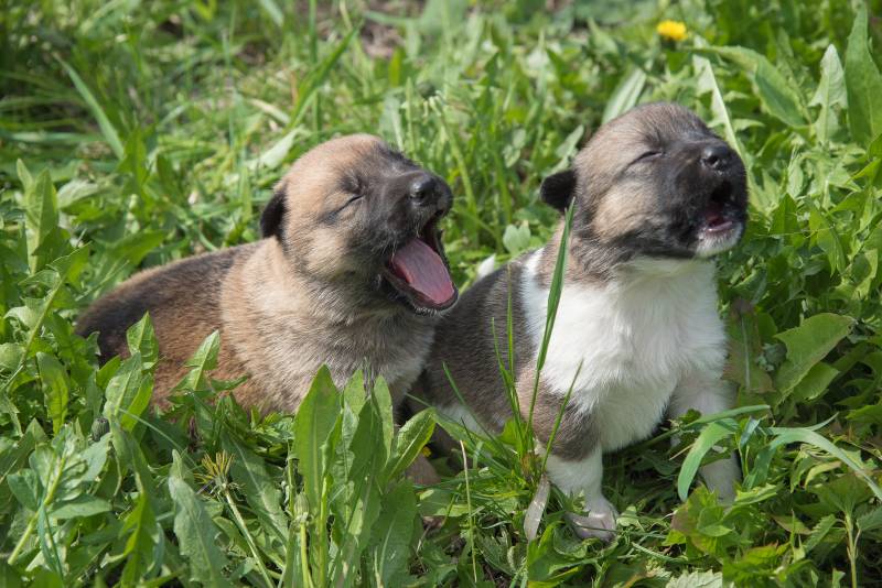 Two lovely charming puppies of Laika breed lie in green summer grass whining