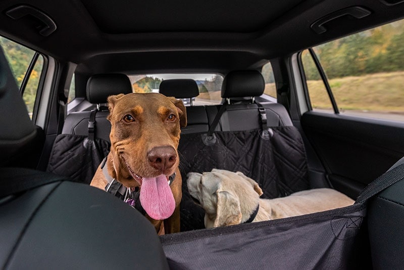 Two rescue dogs inside a car on a hammock