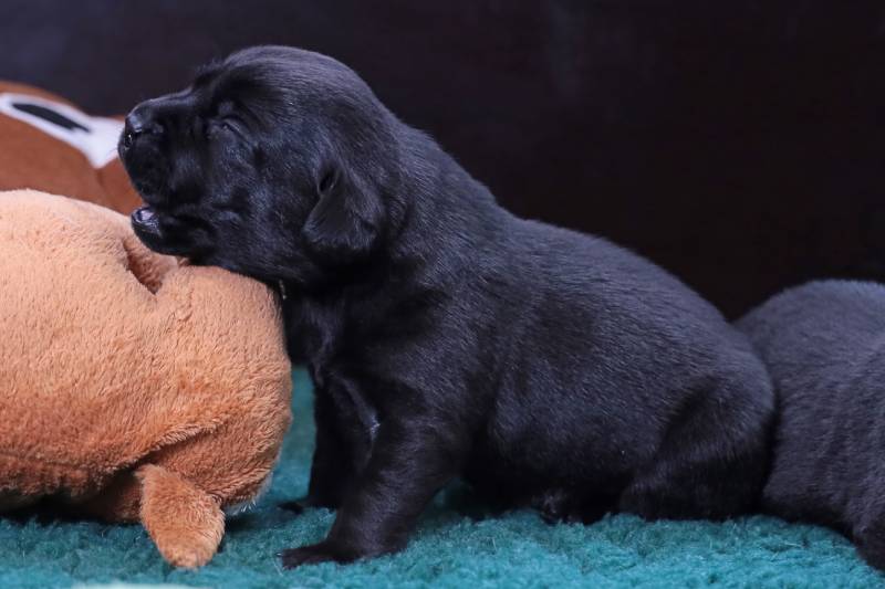 Two-week-old black Labrador puppy is whining
