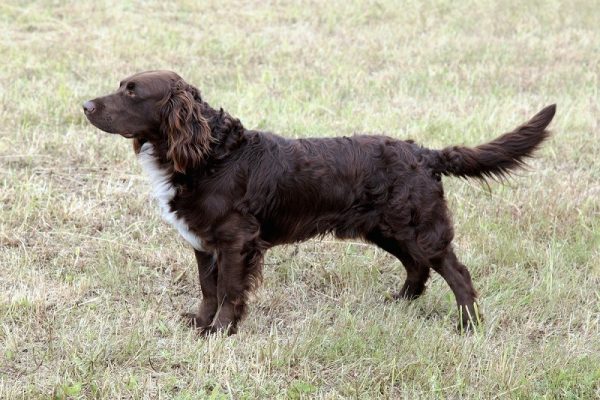 Typical-German-Spaniel-in-the-spring-garden