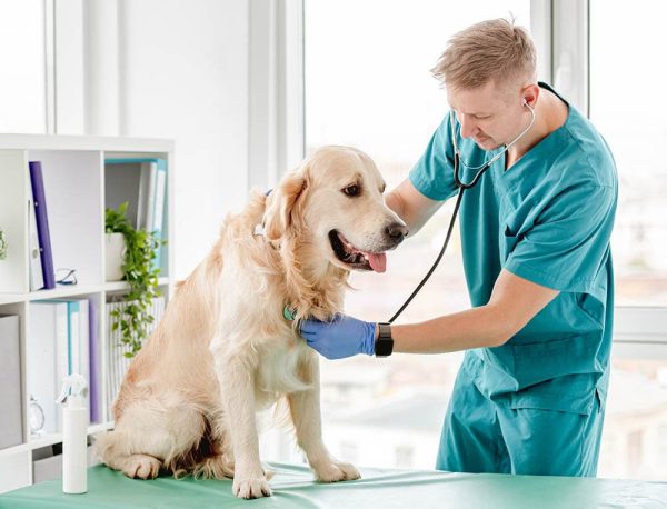 Using-a-stetoscope-on-a-golden-retriever_Tatyana-Vic_Shutterstock