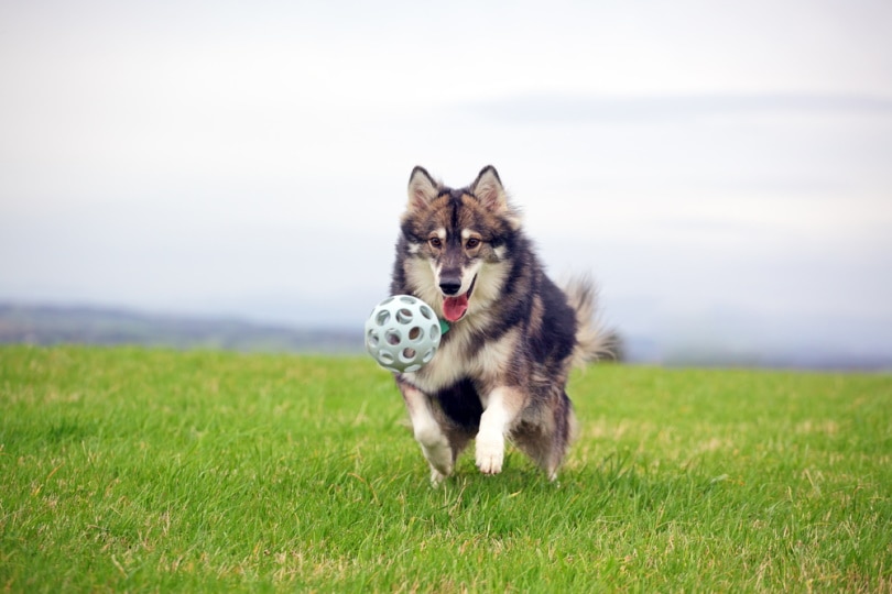Utonagan playing with a ball