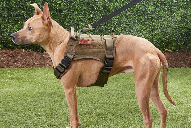 Vest on dog