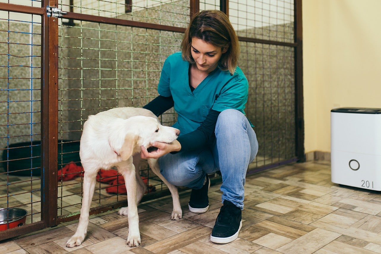 Vet Holding Lost Dog