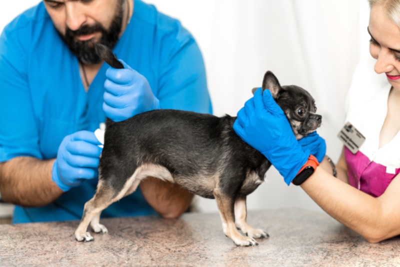 Vet and assistant cleaning up anal glands of a dog