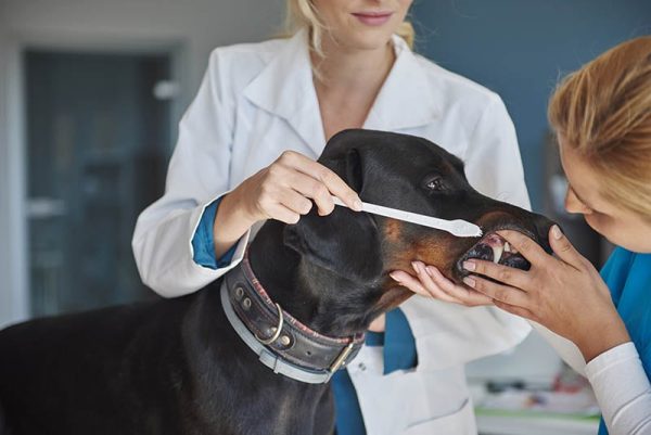 Vet brushing doberman's teeth