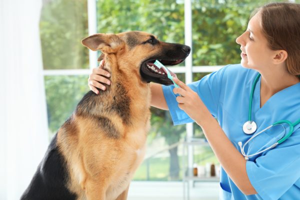 Vet brushing dog's teeth