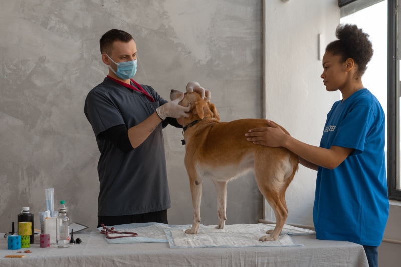 Vet checking on dog's eyes