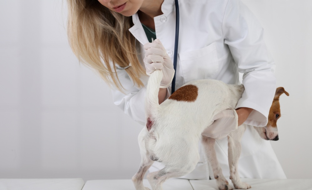 Vet checks Anal Gland Problems in Dogs