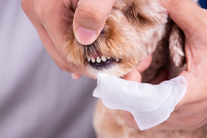 Vet cleaning pet dog teeth coated