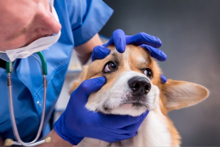 Pet Insurance & Cataract Surgery Facts, Coverage, Cost & FAQ Dogster