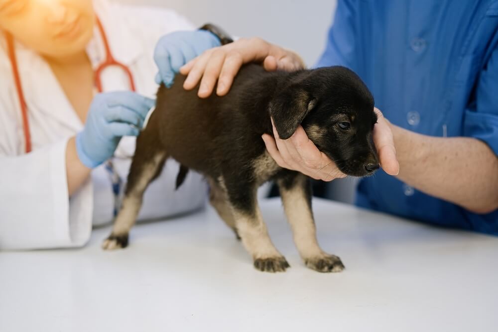 Vet examining puppy