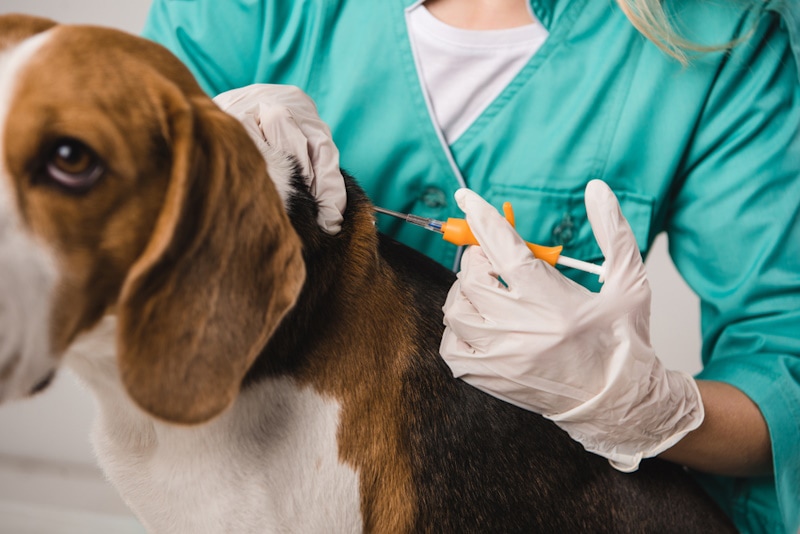 Vet holding syringe for microchipping dog