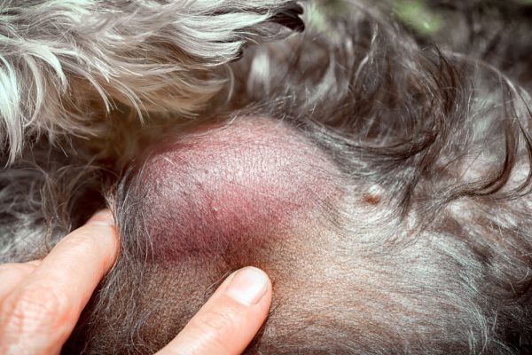 Vet pointing out lump on dog stomach