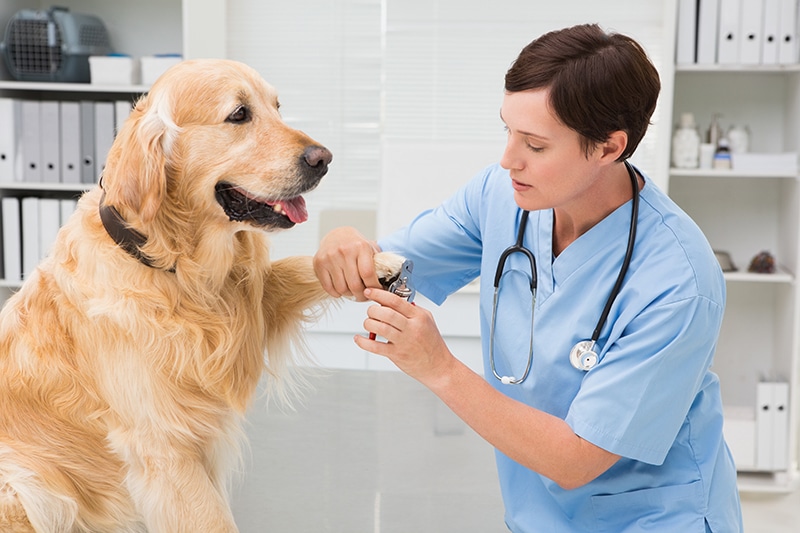 Vet using nail clipper on a dog in medical office