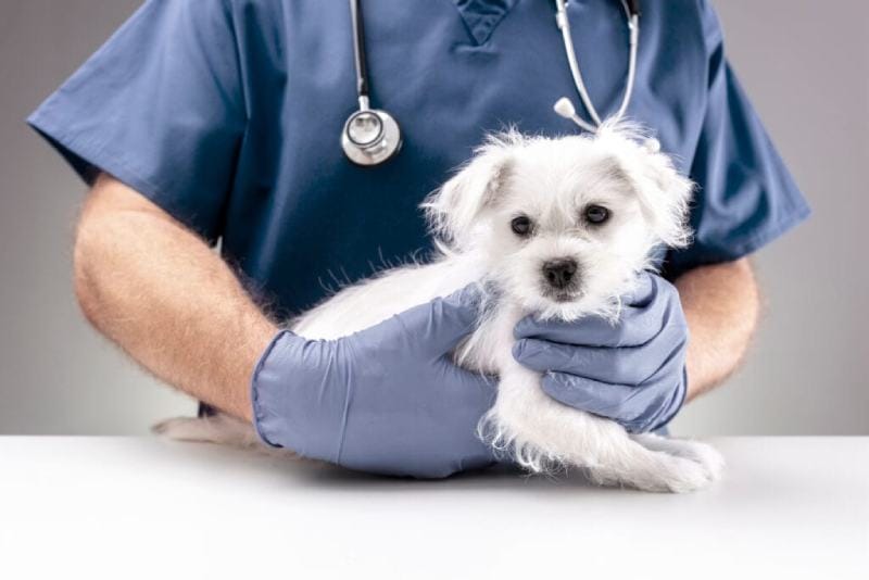 Veterinarian Doctor Examining a Maltese