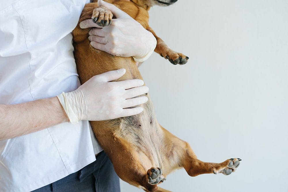Veterinarian holds a dog in his hands and touches his stomach