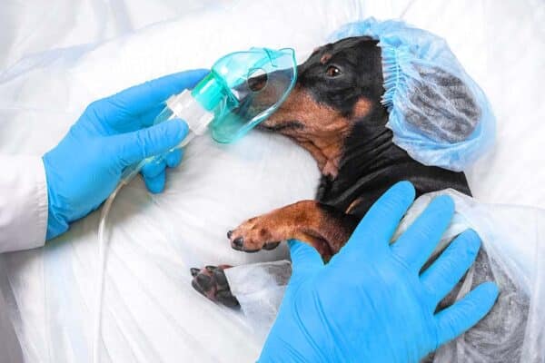 Veterinarian in sterile gloves puts anesthesia oxygen mask on face of a dachshund dog
