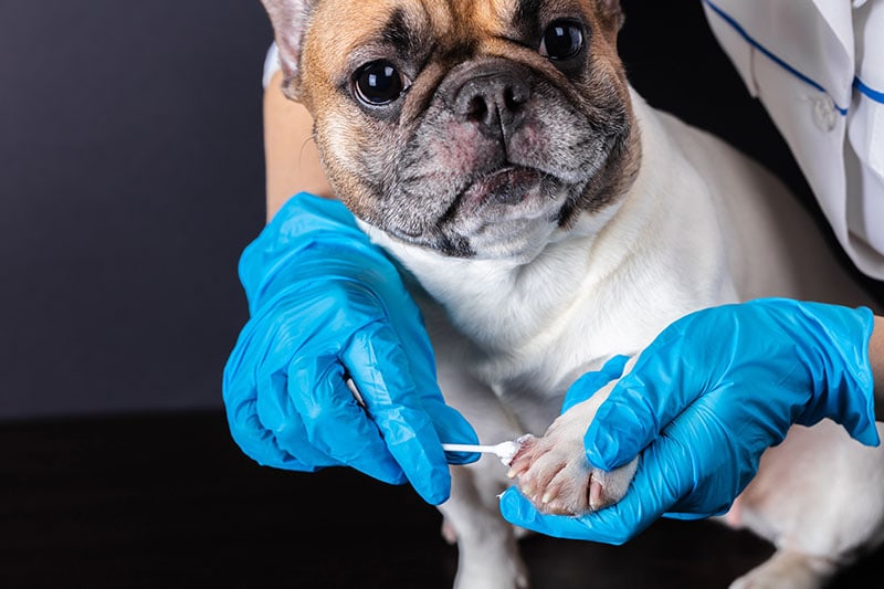veterinarian medicine on wound paw French bulldog