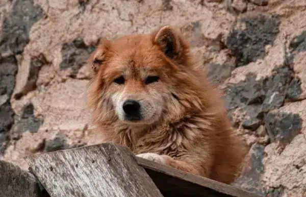 Vietnamese Hmong bobtail or docked tail dog