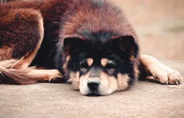 Vietnamese Hmong dog or docked tail dog