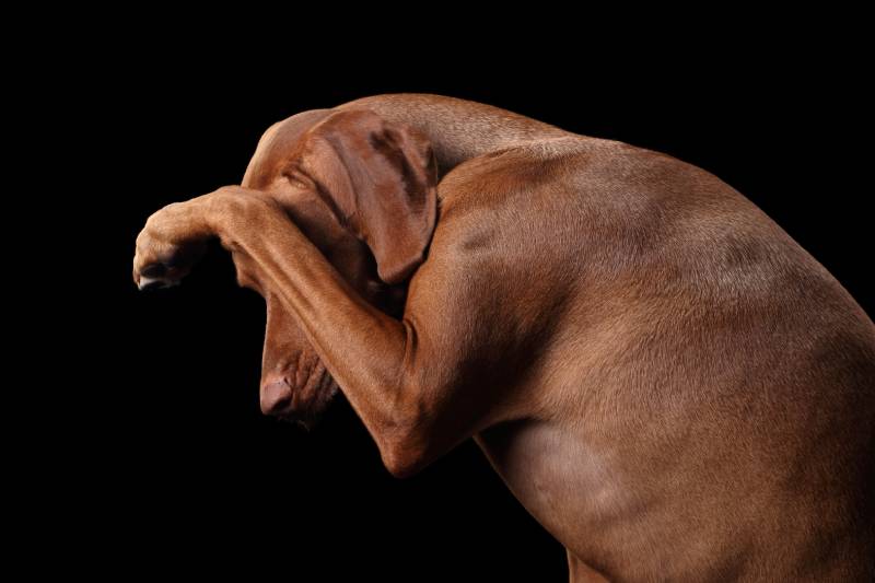 Vizsla dog closes his eyes with his paw
