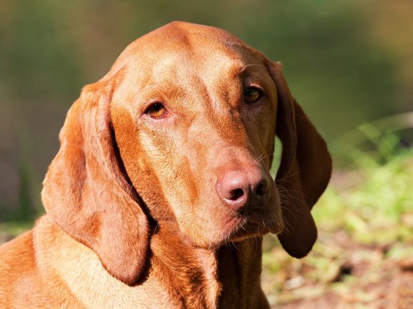 Vizsla dog