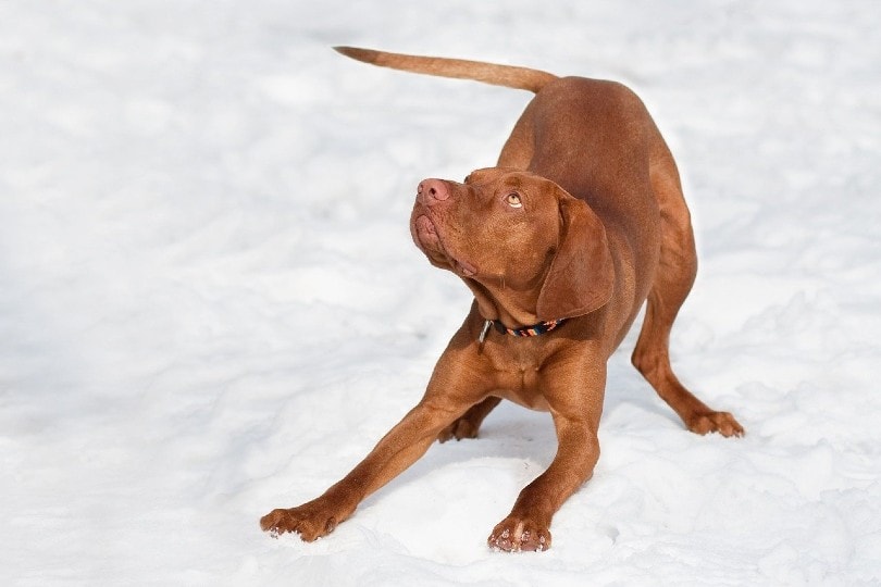 Vizsla hungarian dog