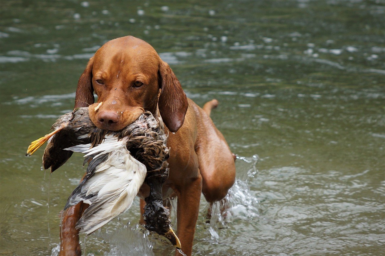 Vizsla with bird