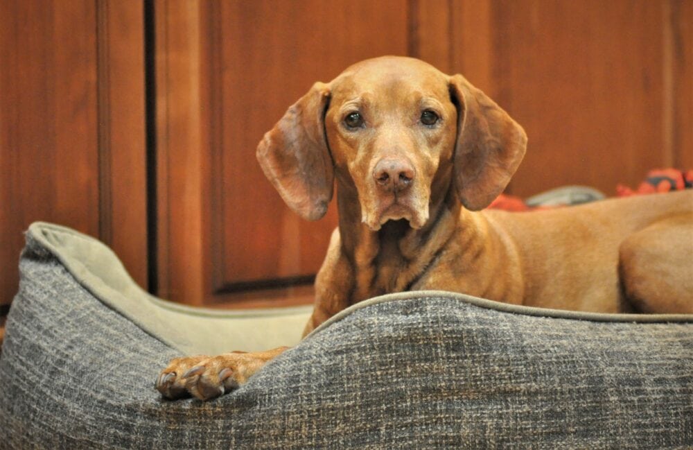 How Much Does a Vizsla Cost? 2025 Price Guide Dogster