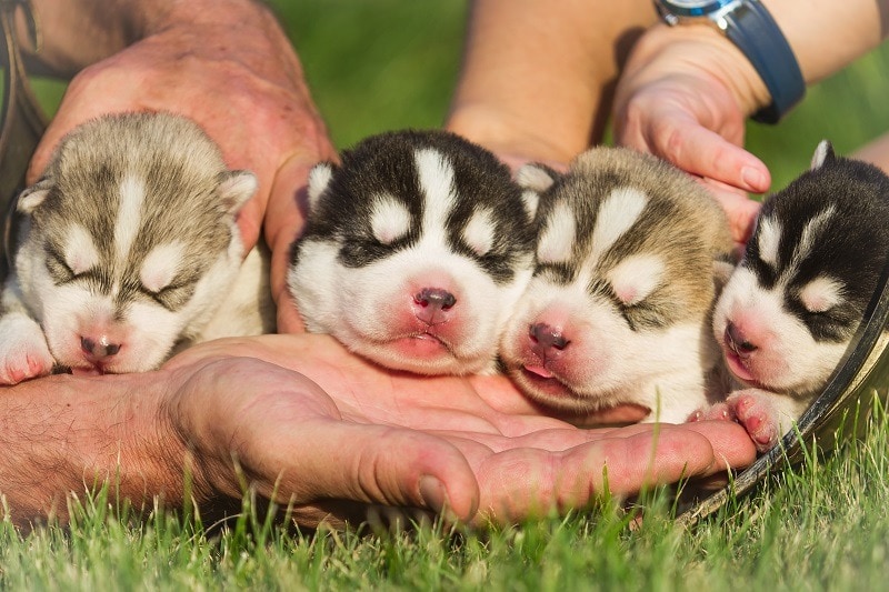 Voltgroup_shutterstock_breeding