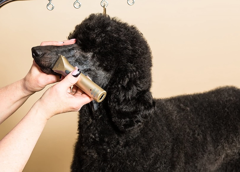 Wahl Professional Animal MiniArco Cordless Pet trimmer