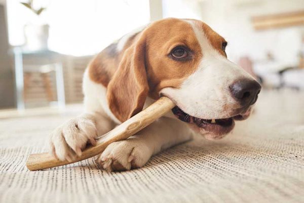 Warm-toned-close-up-portrait-of-cute-beagle-dog-chewing-on-treats