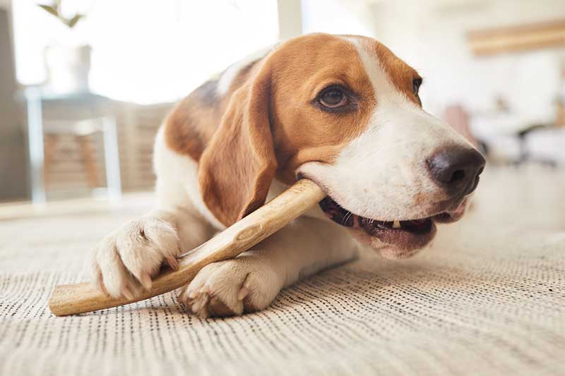 Warm-toned-close-up-portrait-of-cute-beagle-dog-chewing-on-treats