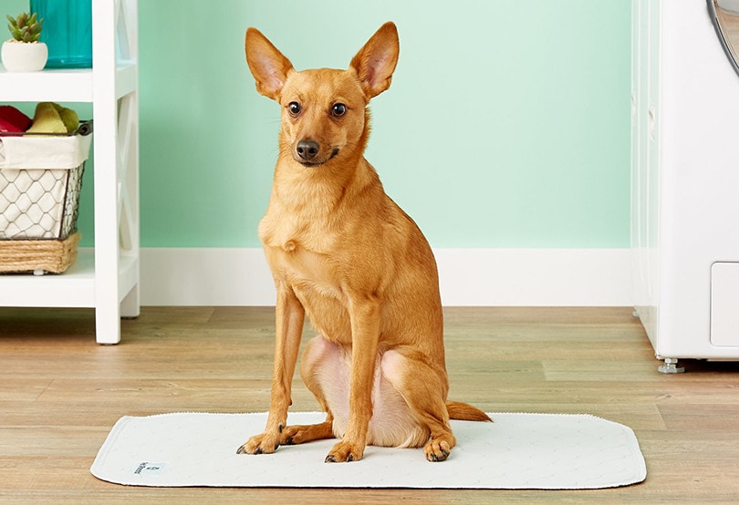 Washable Dog Pee