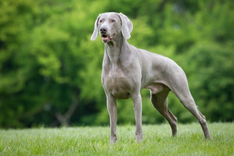 Weimaraner in the outdoors