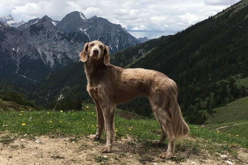 Weimaraner on a mountain