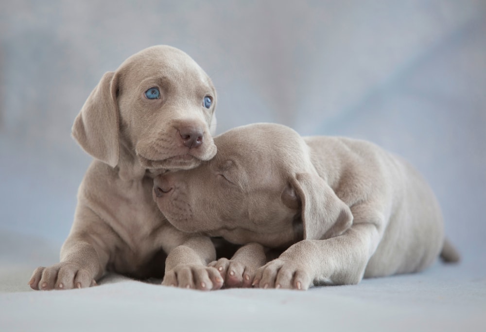 Weimaraner Puppies