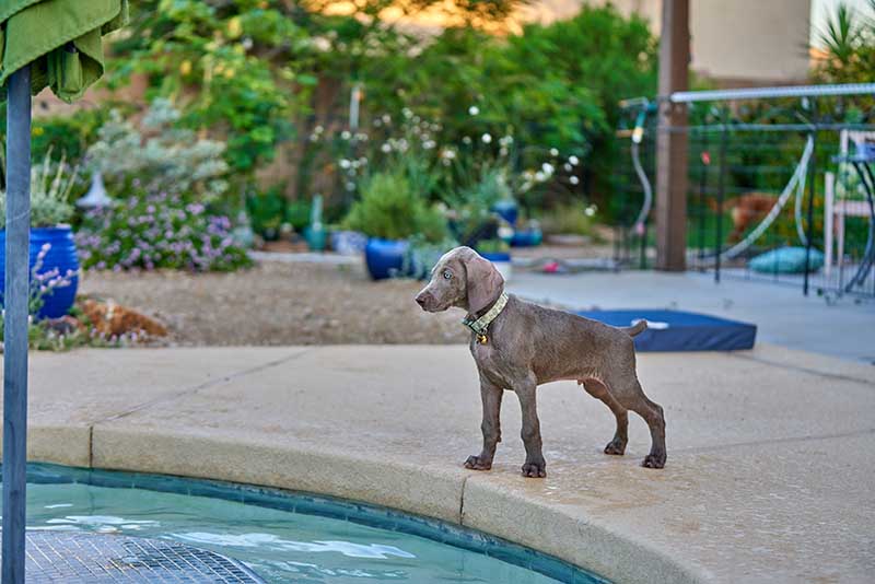Weimaraner puppy wet by the pool after playing