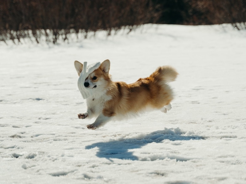 welsh corgi jumping in snow