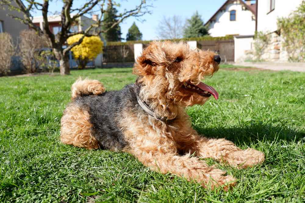 Welsh Terrier outside