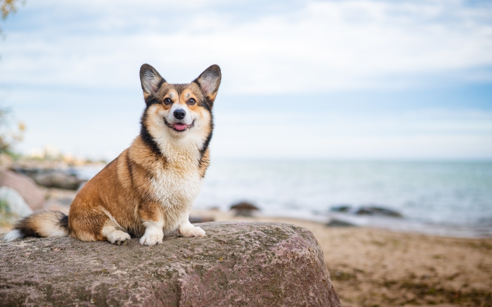 Welsh Corgi Pembroke sable dog on the rocks at the seaside