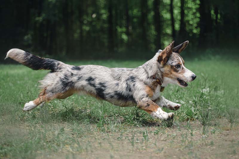 Welsh corgi cardigan blue merle running
