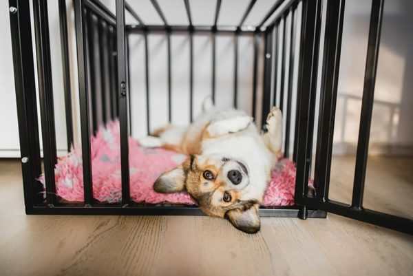 Welsh corgi pembroke dog in an open crate during a crate training, happy and relaxed